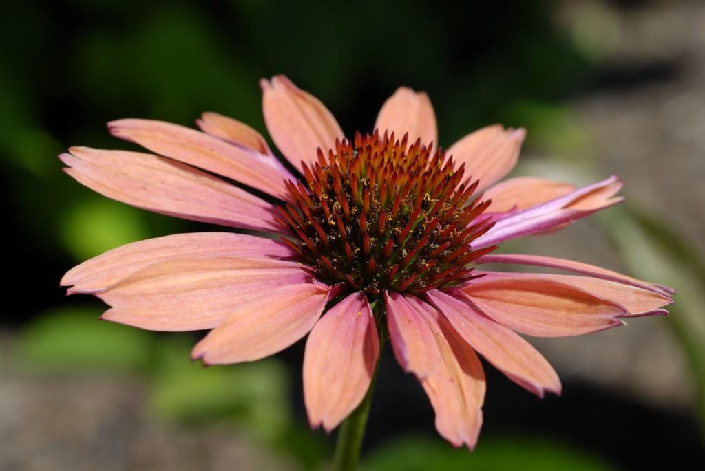 Coneflower
