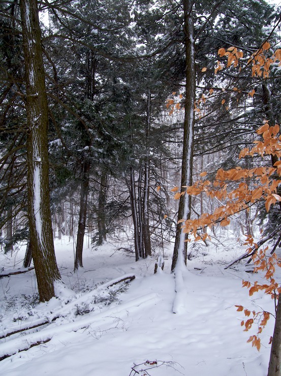 Winter Woods