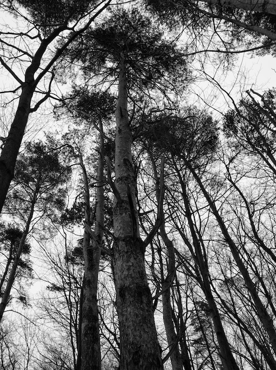 January Trees