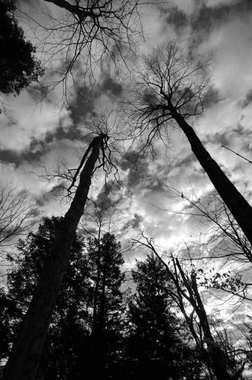 Trees & Sky