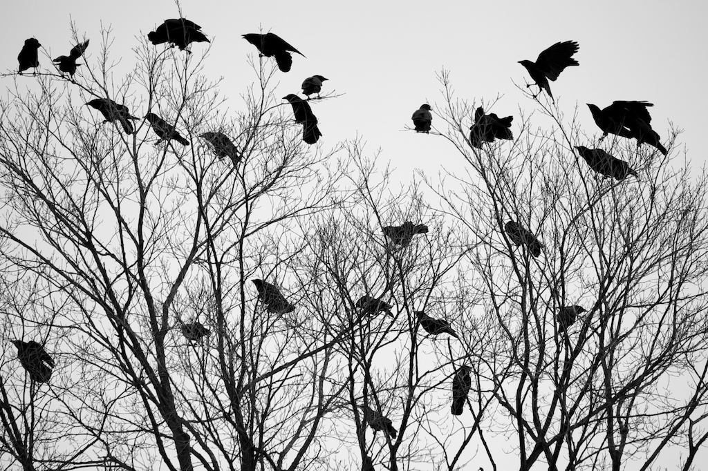 Murder of Crows