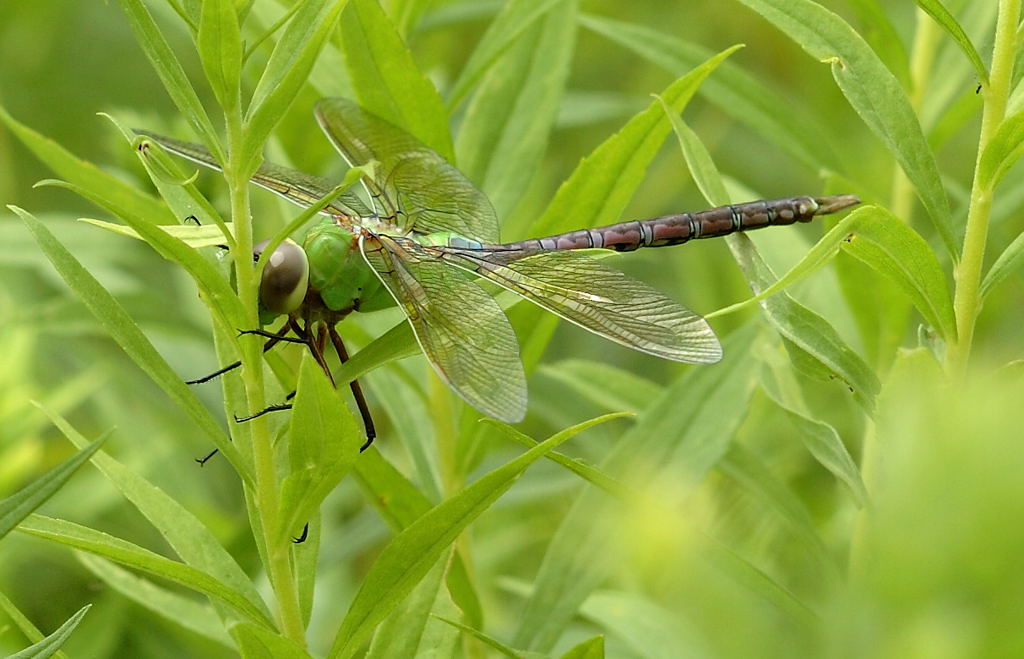 Dragonfly