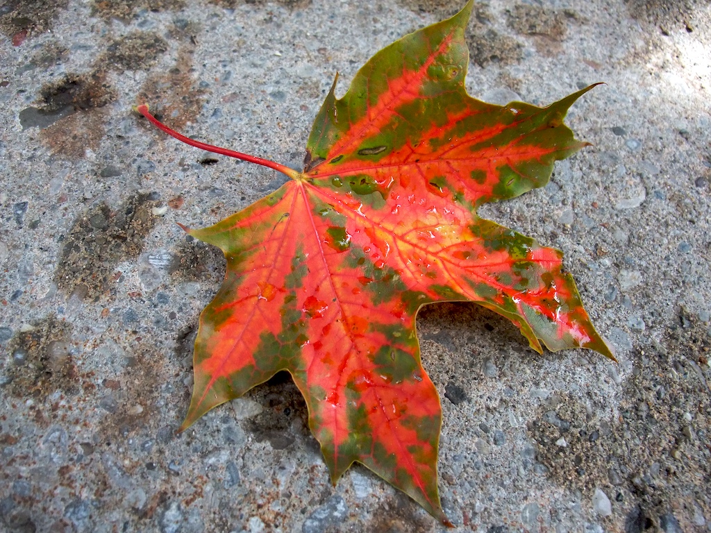 Leaf on the path