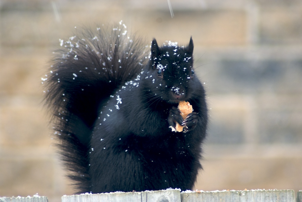 Squirrel in the snow