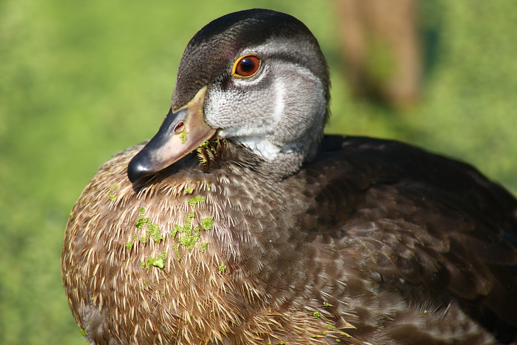 Wood Duck