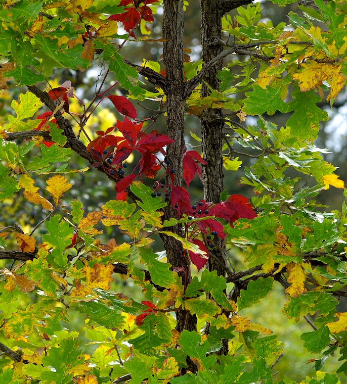 Colours