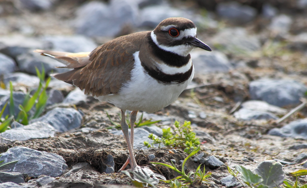 Killdeer