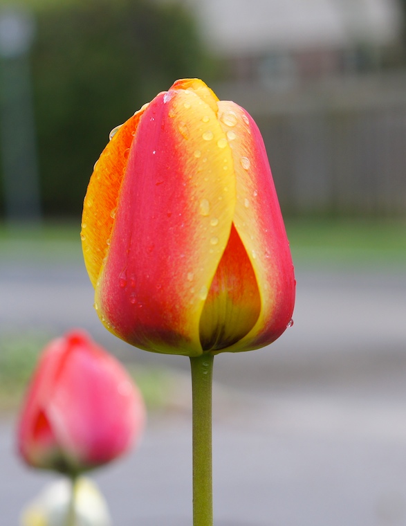 Tulips
