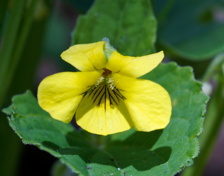 Spring Flower