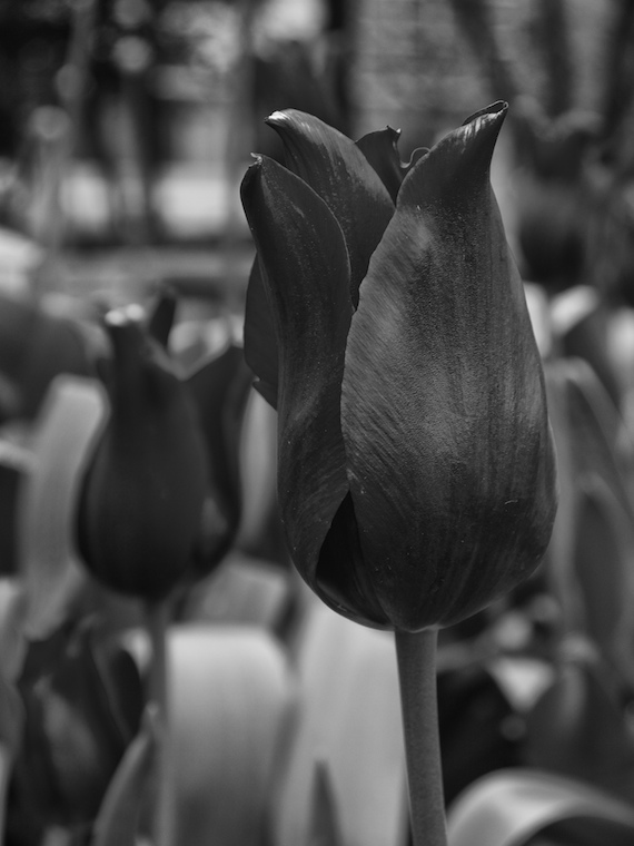 Tulips