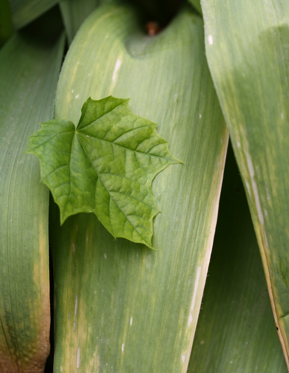 Leaves