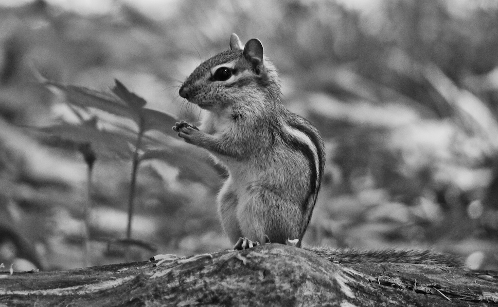 Chipmunk