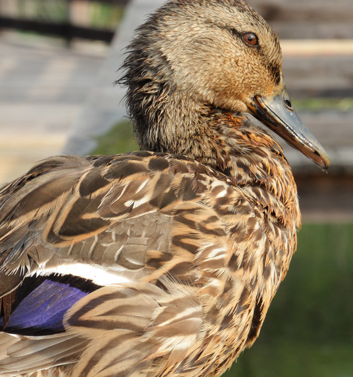 Duck