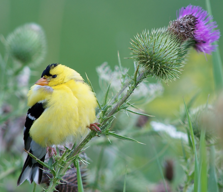 American Goldfinch