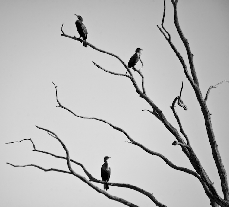 Cormorants