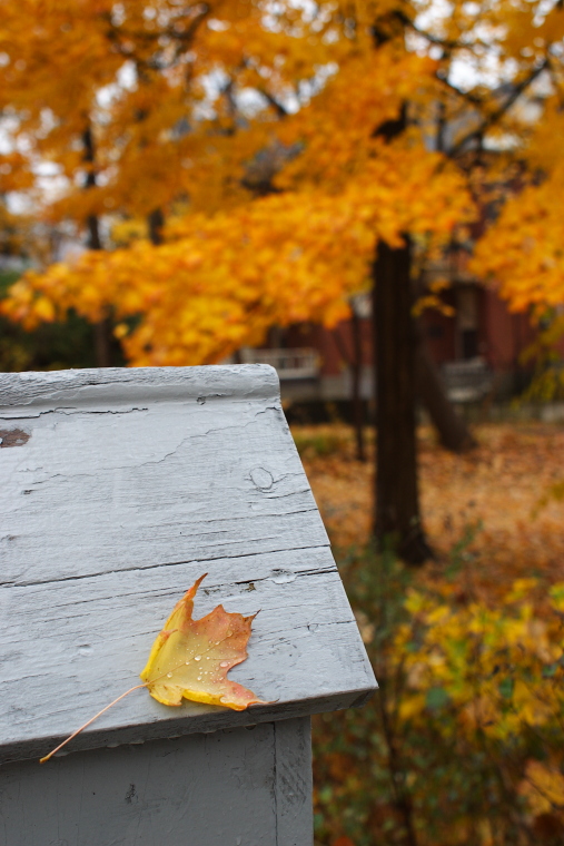 Leaf