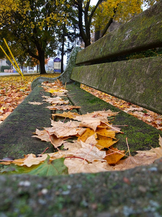 Autumn Bench