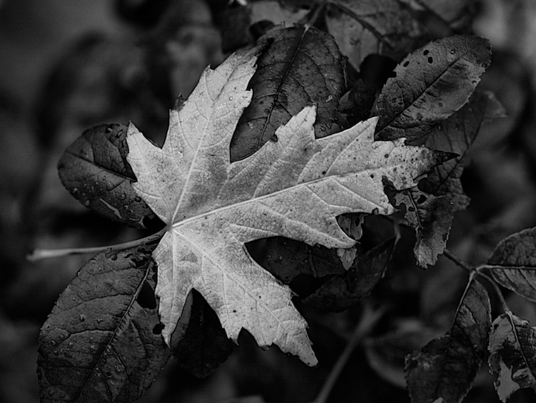 Leaf