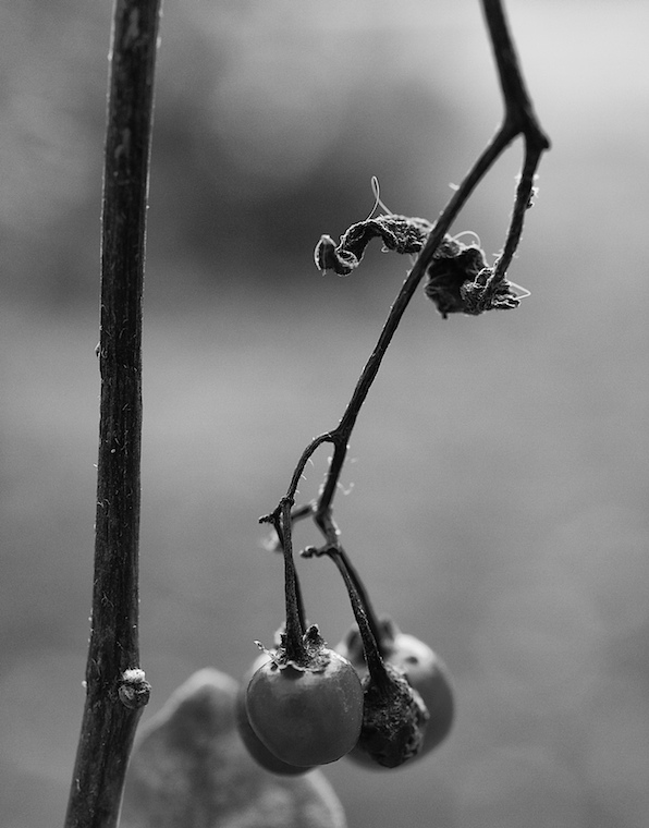 Nightshade