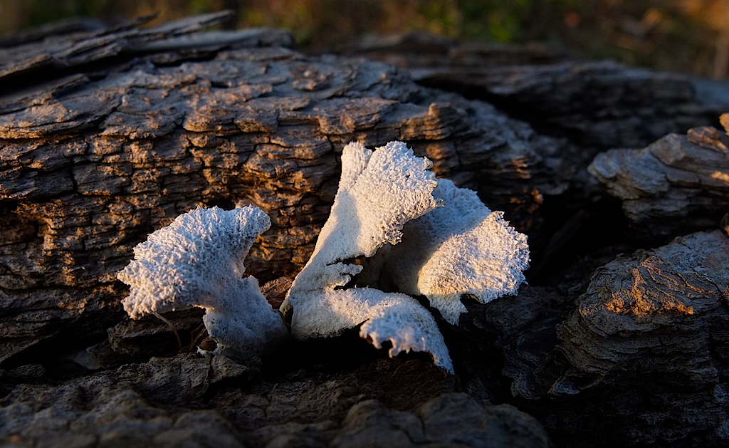 Fungi