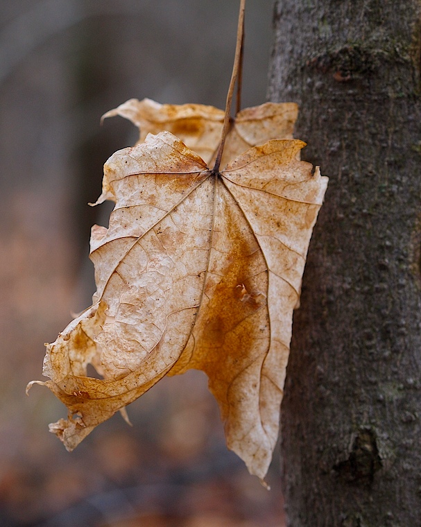 Leaf