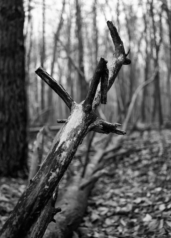 Log