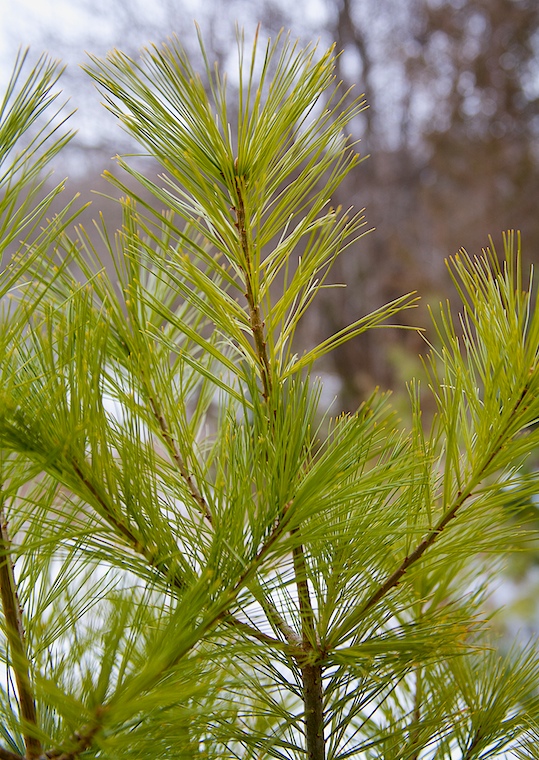 Winter Green