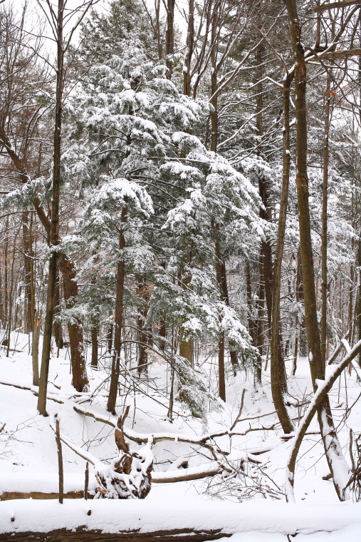 New Snow