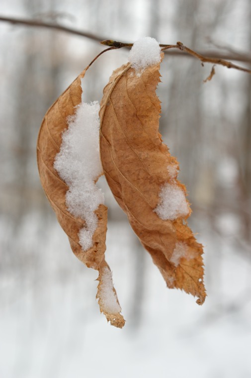 Leaves