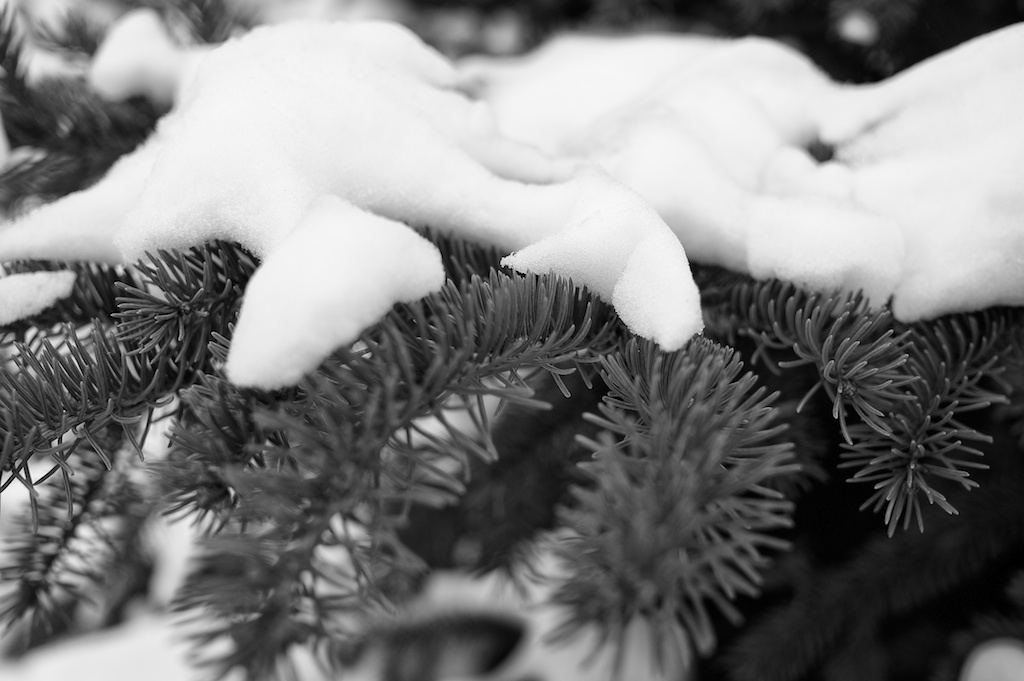 Needles & Snow