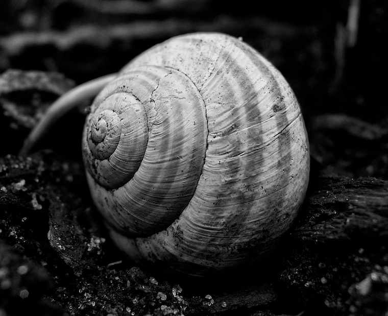Shell