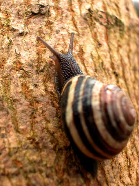 DSCN0056a.JPG