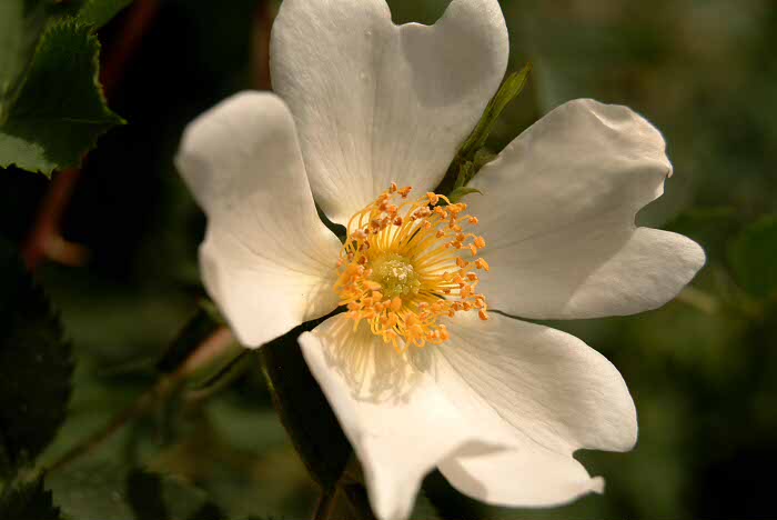 Rose (again)