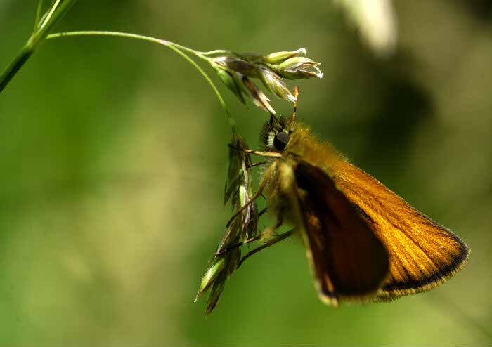 Skipper