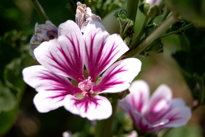 Garden Flower