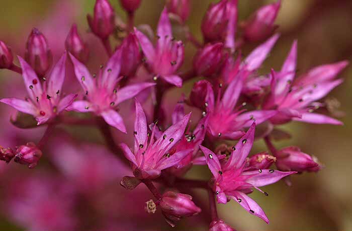 Garden Flowers