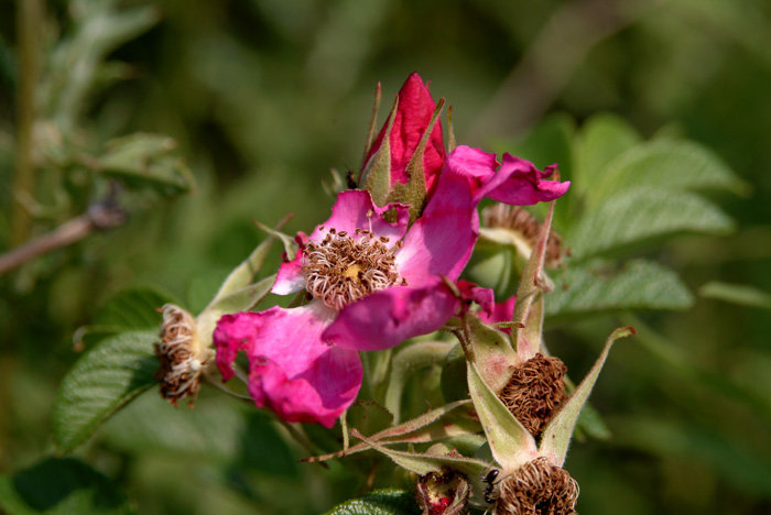 Wild Rose