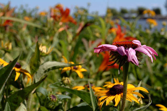 Flowers