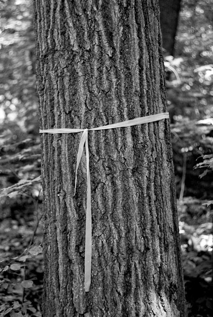 Well dressed tree