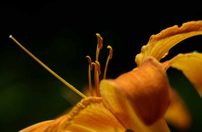 Lily