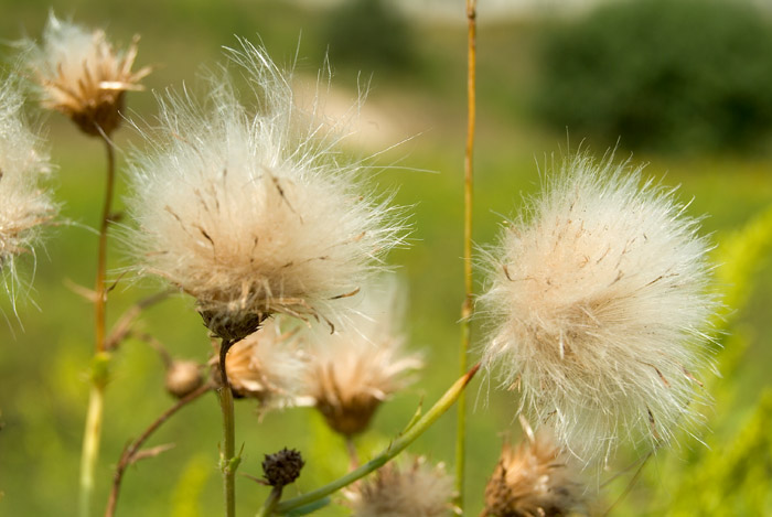 Fluff