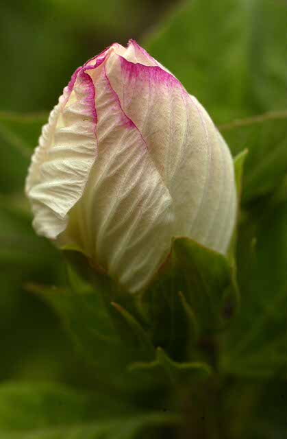Blooming