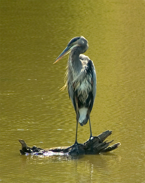 Heron