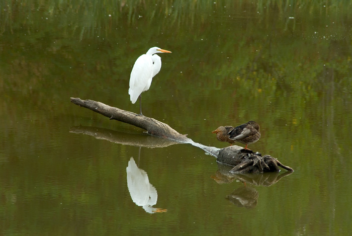 Three birds on a log
