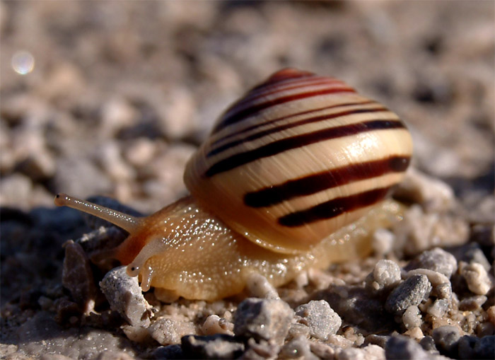 Snail & Obstacle