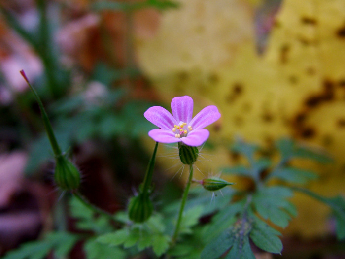 Flower & leaf