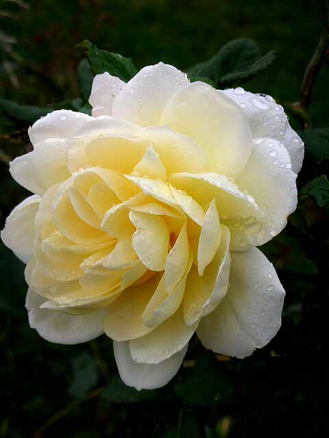 Rain/Rose