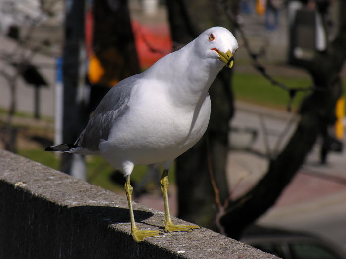 City Hall Gull