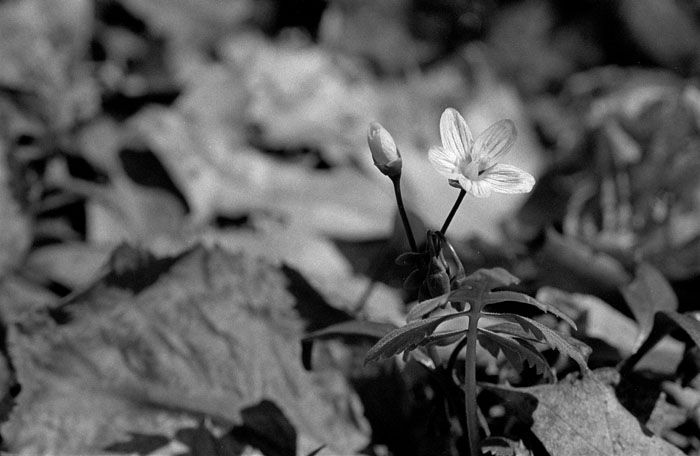 B&W Spring