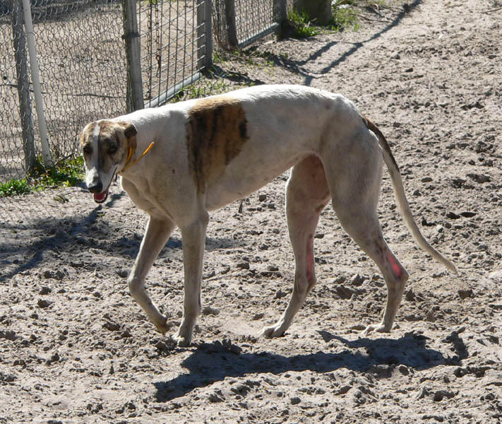 white brindle beauty.jpg